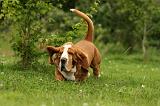 BASSET HOUND 114